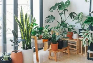 plantas fáceis de cuidar