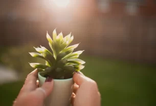 cuidar de suculentas no verão