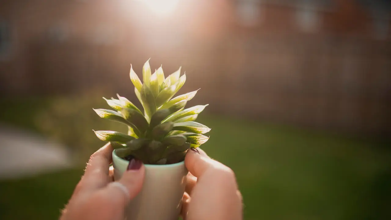 cuidar de suculentas no verão