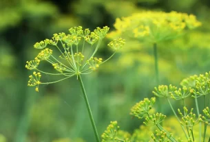 ervas aromáticas - erva doce