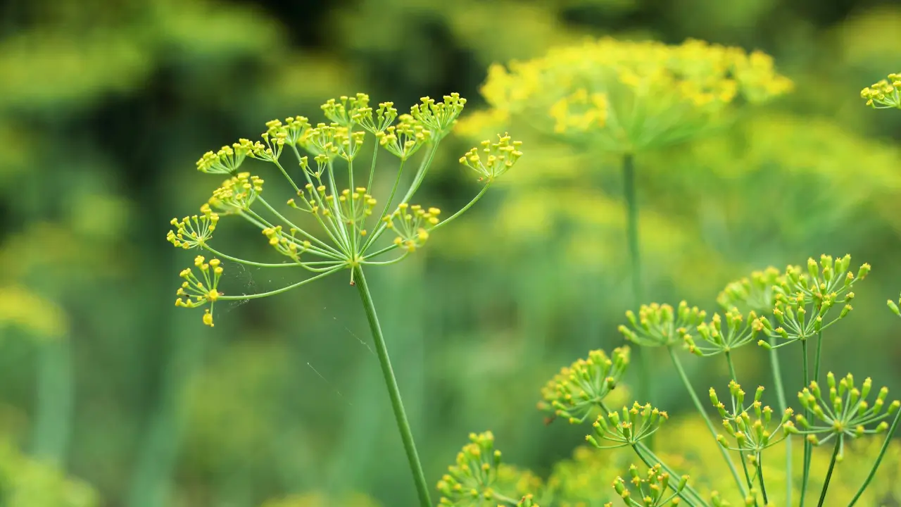 ervas aromáticas - erva doce