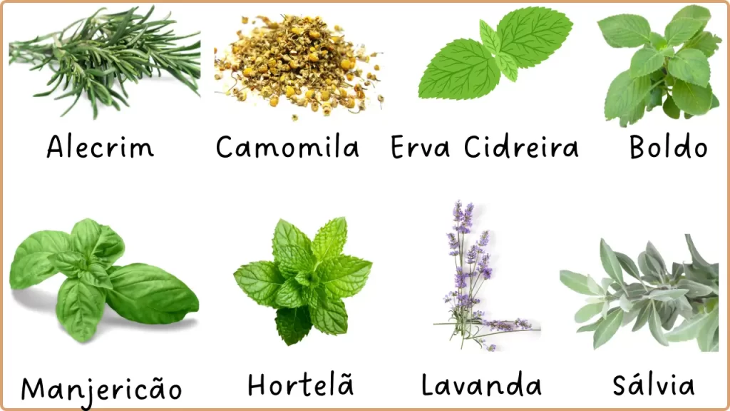 Jardim de ervas - escolhendo os tipos
