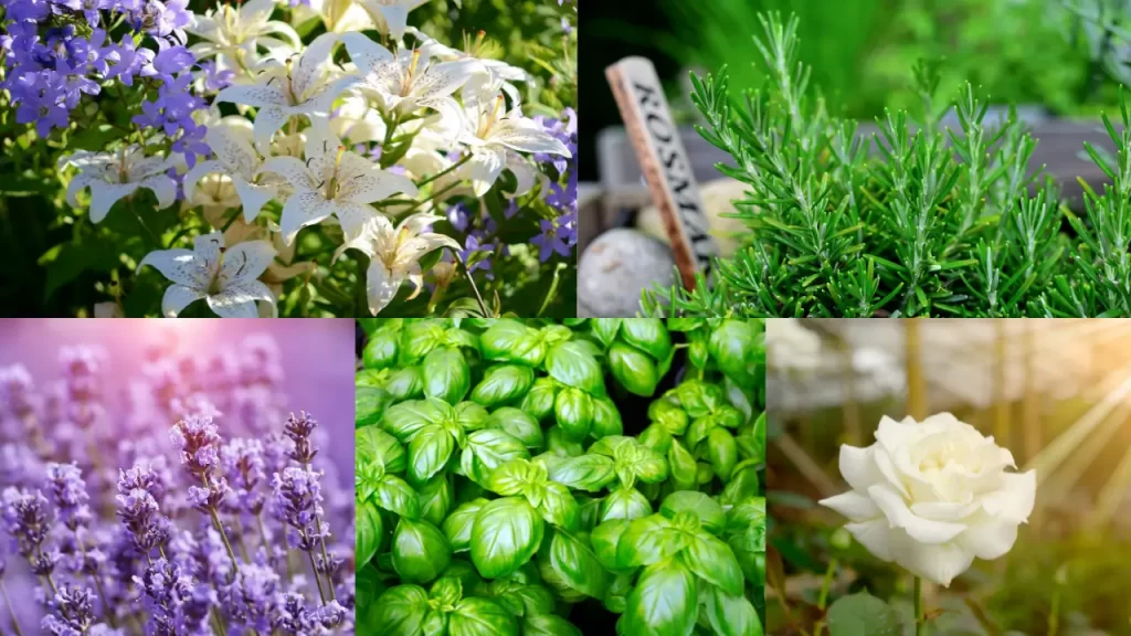 Presente de Dia das Mães Criativo - Plantas que Representam o Legado Espiritual