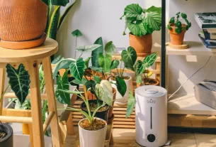 plantas purificadoras de ar