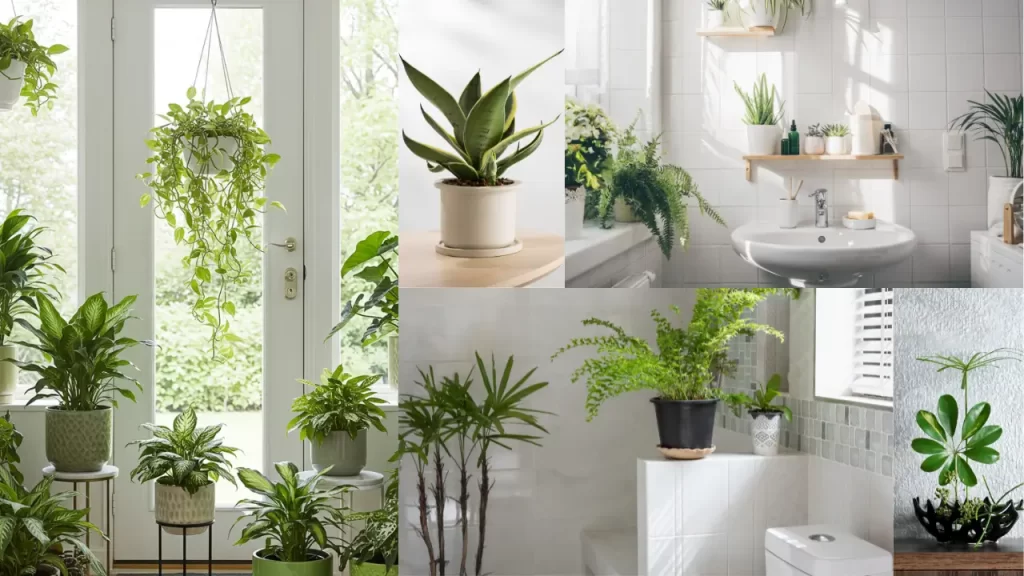 plantas purificadoras de ar na decoração