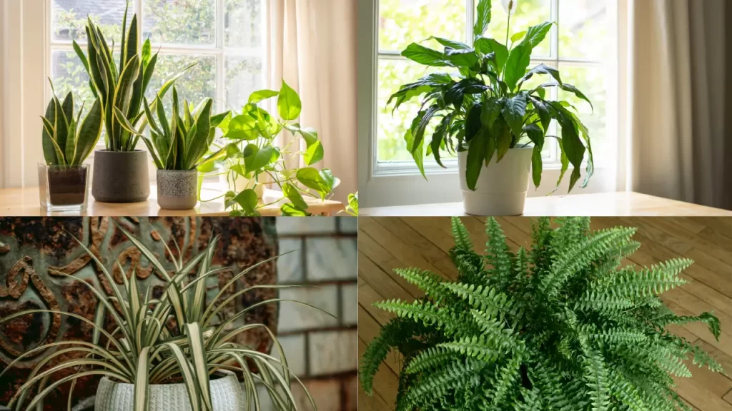tipos de plantas purificadoras de ar para ambientes internos