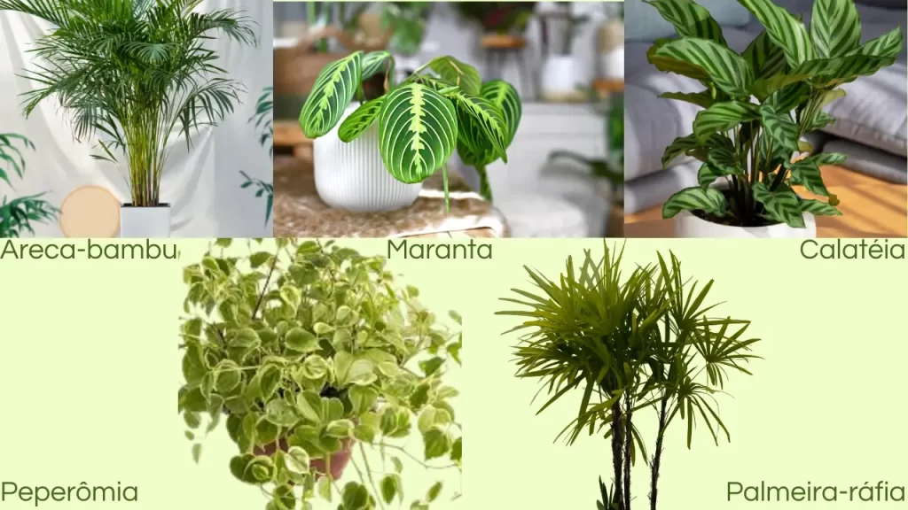 tipos de plantas purificadoras de ar seguras para crianças e pets