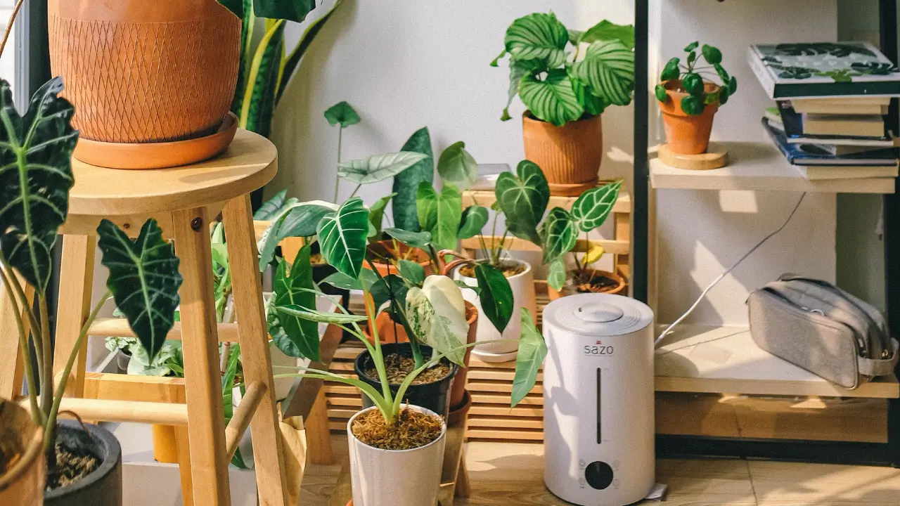 Plantas purificadoras de ar