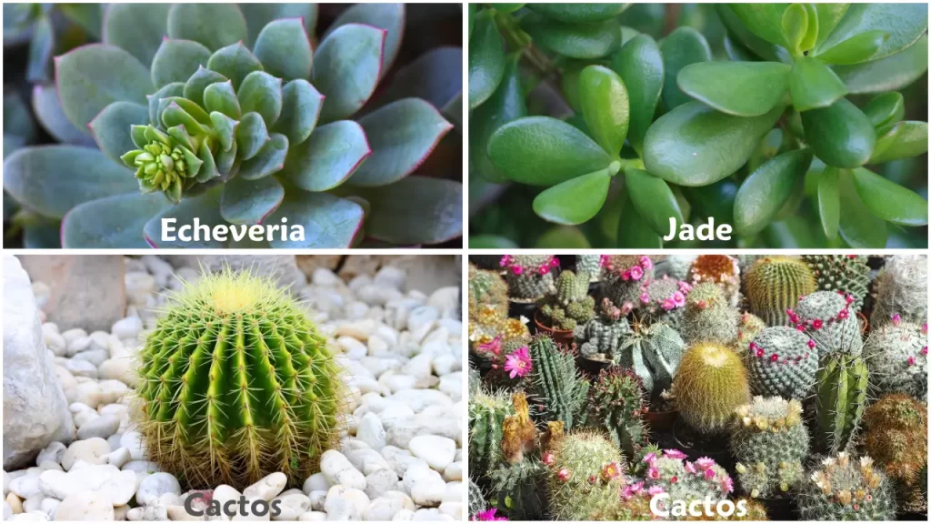 suculentas para terrário sagrado