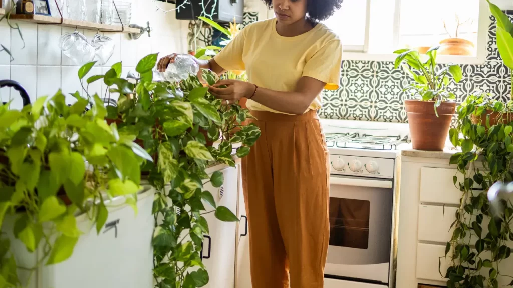 mulher cuidando da sua planta jiboia e do lar