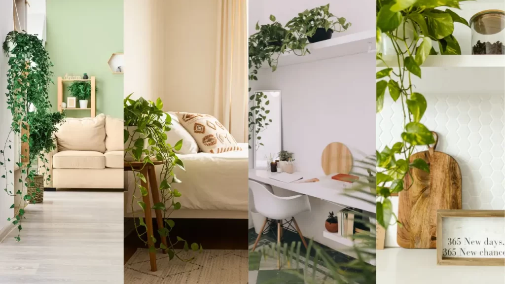 planta jiboia nos diferentes ambientes