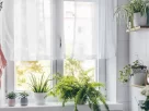 7 plantas que absorvem umidade do ar