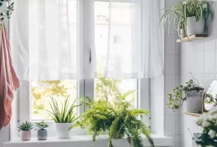 7 plantas que absorvem umidade do ar