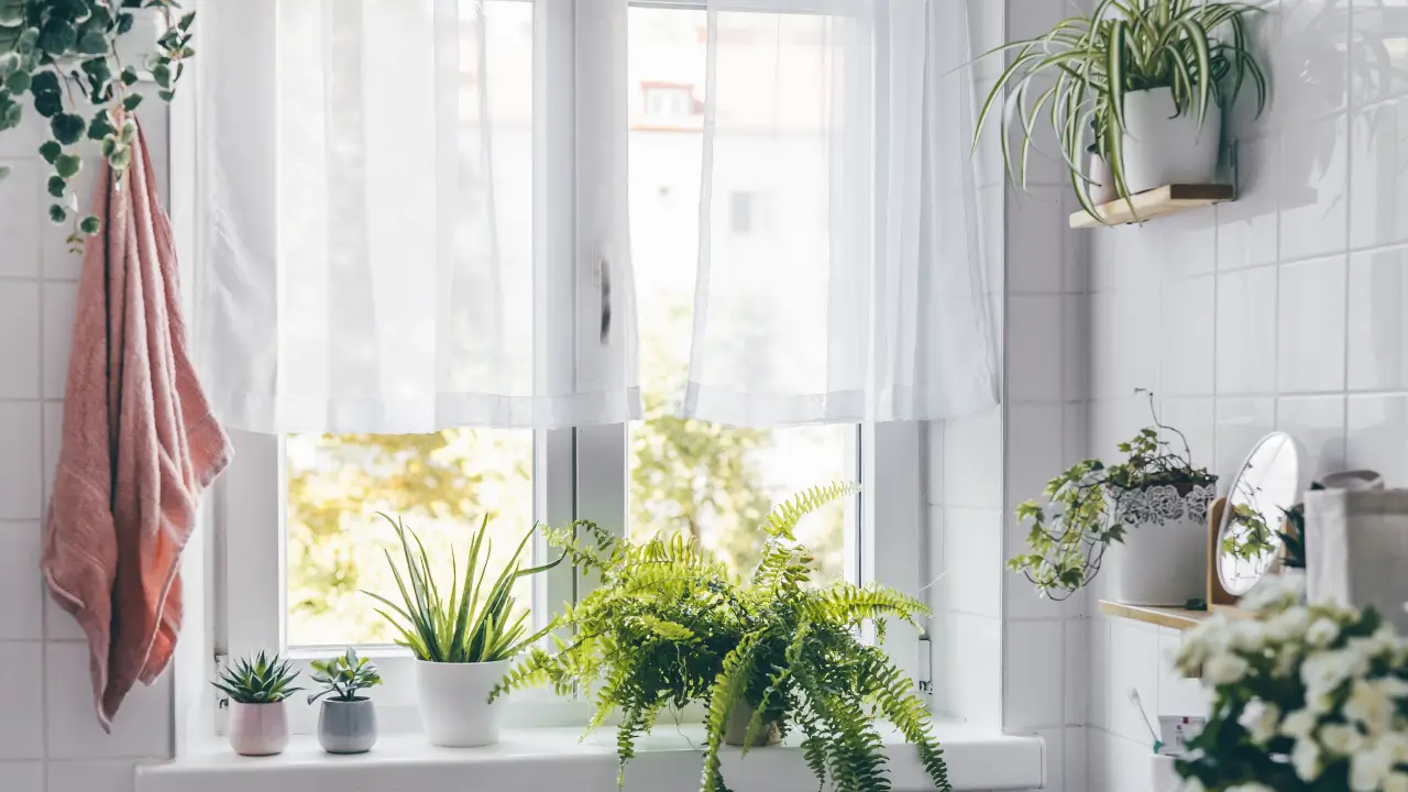 7 plantas que absorvem umidade do ar