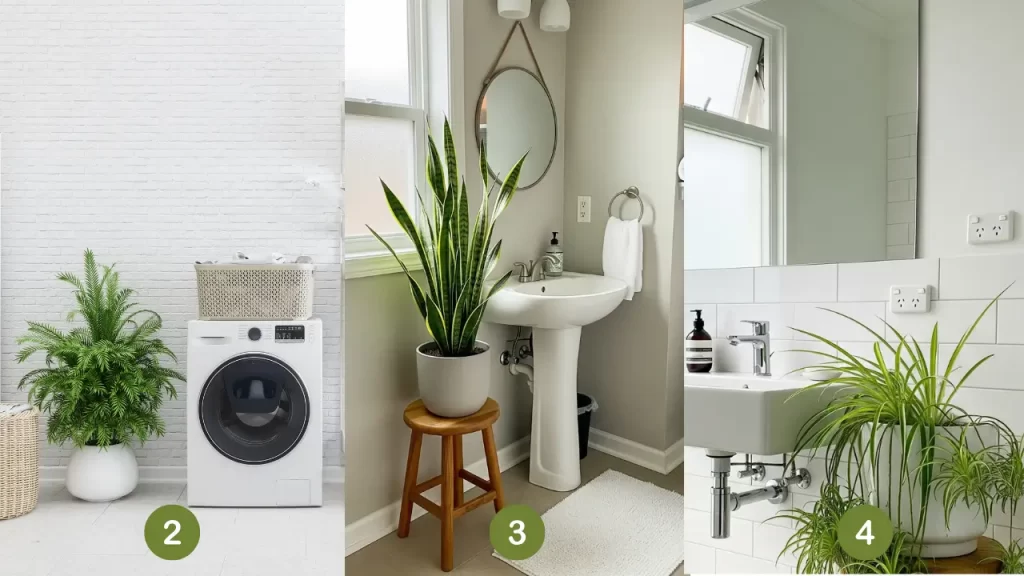 plantas decorando ambientes com umidade, para beleza e purificação do ar.