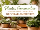 plantas ornamentais lindas e fáceis de cuidar.