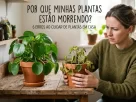 mulher segurando um vaso de planta com expressão de dúvida se perguntando por que minhas plantas estão morrendo